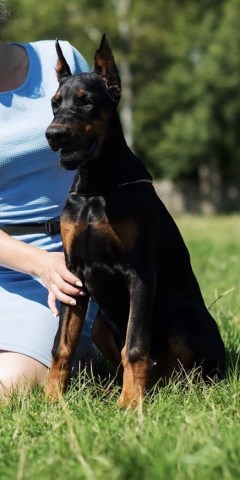 Doberman Pinscher Breeder 21422