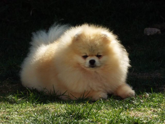 Pomeranian Breeder 11579