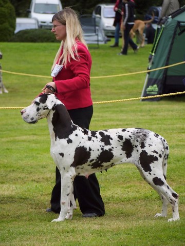 Great Dane Breeder 12517