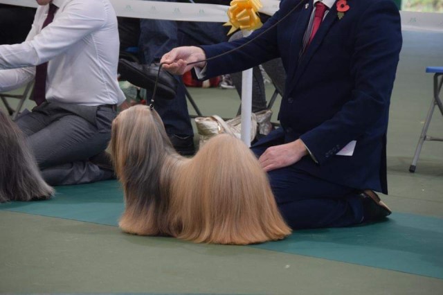 Lhasa Apso Stud 21188