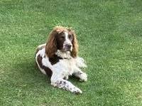 English Springer Spaniel thumbnail