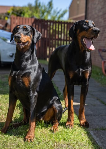 Derboss dobermanns