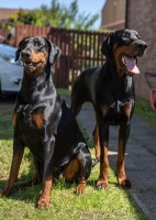 Doberman Pinscher thumbnail