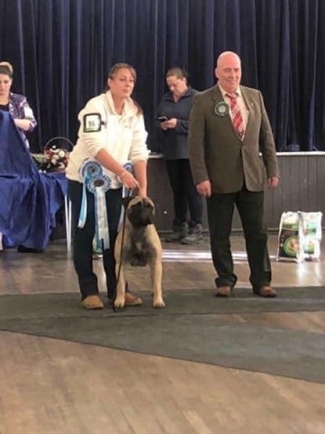 Jadanelle Bullmastiffs & French Bulldogs