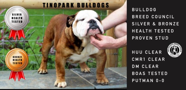 English Bulldog Stud 21561