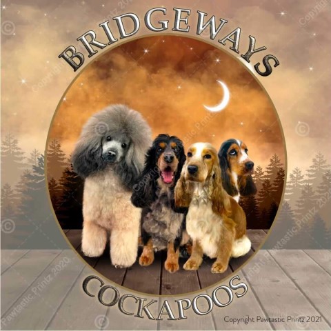 Cockapoo Breeder 14587