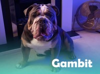 English Bulldog thumbnail
