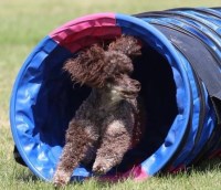 Poodle Miniature thumbnail