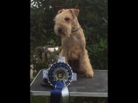 Dapperdax Lakeland Terrier breeder