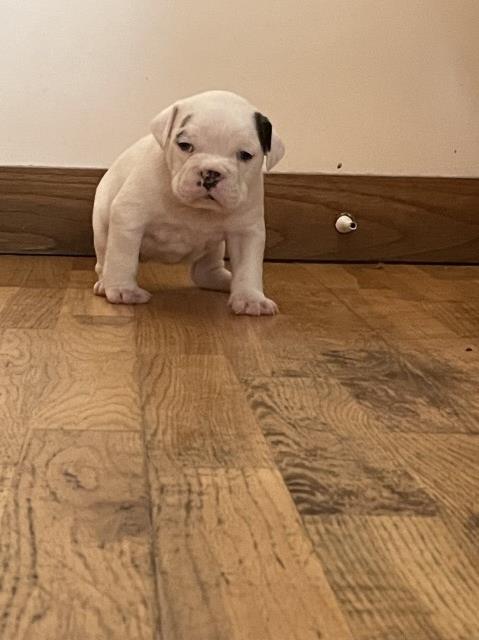 English Bulldog Breeder 21665