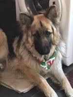 Louise Harris & John Thomas - German Shepherd Dog Stud