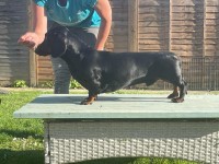 Dachshund thumbnail