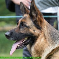 Julantigsds German Shepherd Dog breeder