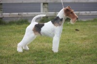 Wire Fox Terrier thumbnail