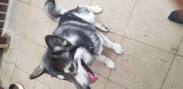 Alaskan Malamute Stud 21418