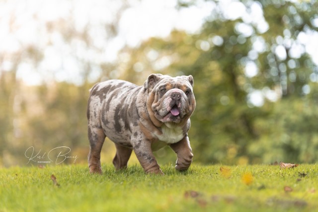 English Bulldog Stud 21521