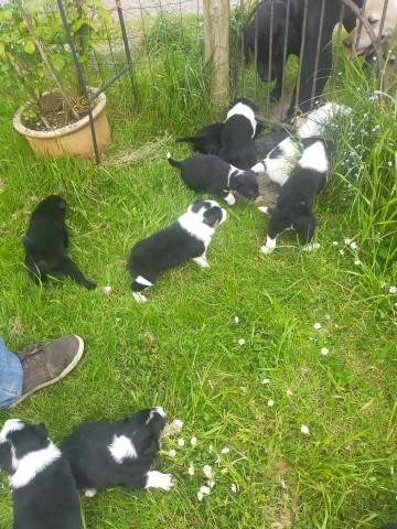 Beautiful collie cross Labrador pups