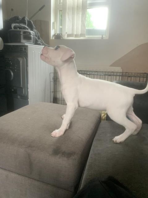 American Bulldog puppy for sale + 37436