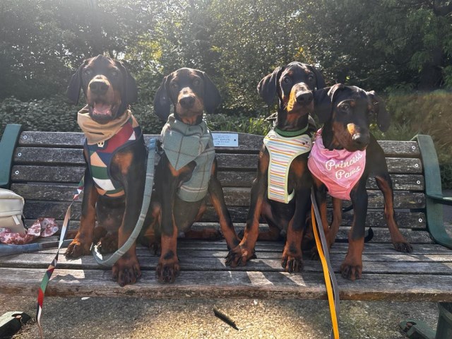 European DNA Tested champion Dobermann