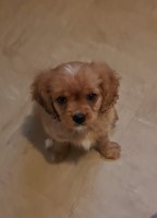 Cavalier King Charles pups Cavalier King Charles Spaniel for sale/adoption