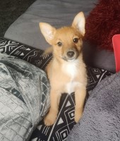 Female pomchi 12 weeks old Pomeranian for sale/adoption