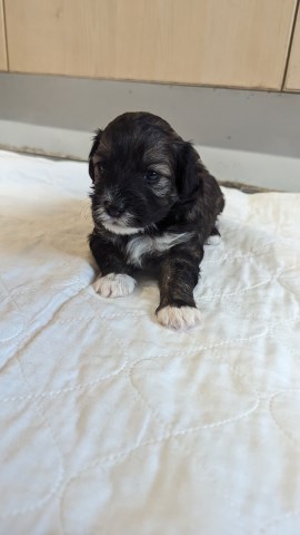 Male maltipoo puppy