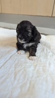 Male maltipoo puppy Maltipoo for sale/adoption
