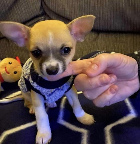 Chihuahua puppy for sale + 37376