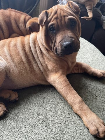 Purebred Sharpei/staffybull pei