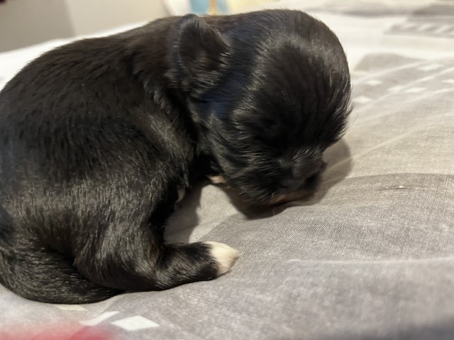 Lhasa apso puppies