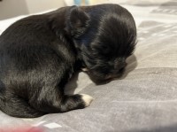 Lhasa Apso thumbnail