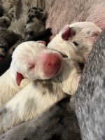 Grant dane puppies kc registered Great Dane for sale/adoption