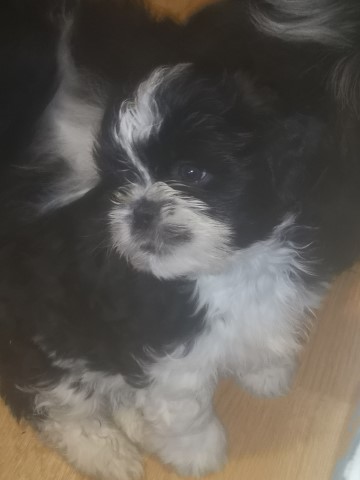 Shih Tzu puppy for sale + 37270