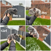 French bulldogs French Bulldog for sale/adoption