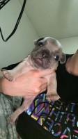 French bulldog puppys French Bulldog for sale/adoption