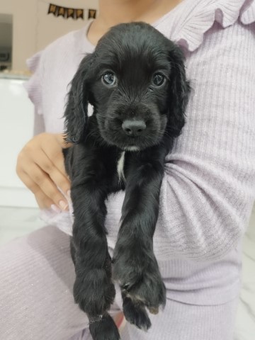 Cocker Spaniel Puppies - Ready to Go