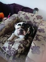 Gorgeous boy for a loving home English Bulldog for sale/adoption