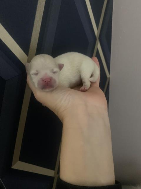 Pomeranian puppy for sale + 37428