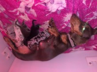 Miniature dachshund pups Dachshund for sale/adoption