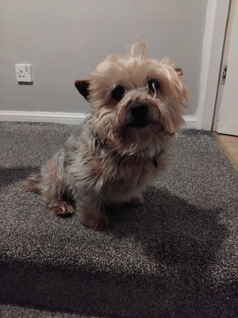 Loveable Chorkie  free to good home