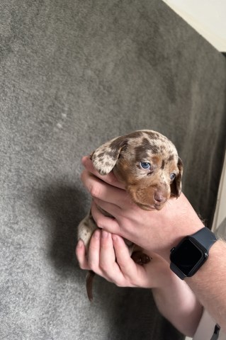 Kc registered miniature dachshund boys