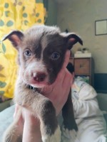 American bully x husky puppies Siberian Husky for sale/adoption