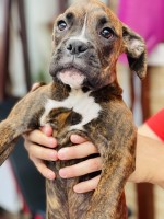 2 boxer girls for a forever home Boxer for sale/adoption