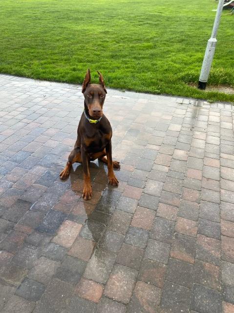 Doberman Pinscher puppy for sale + 37471