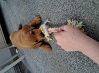 Labrador Retriever thumbnail
