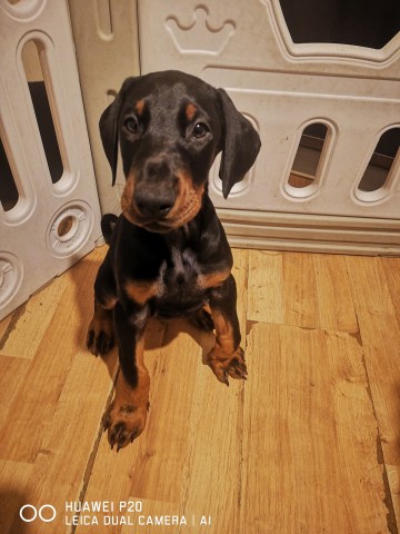 Doberman Pinscher puppy for sale + 37514