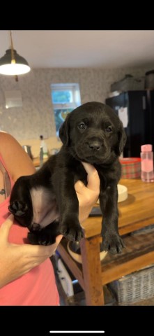 Labrador Retriever puppy for sale + 37386