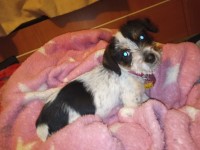 American Cocker Spaniel thumbnail