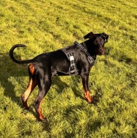 6 Month male Doberman. Doberman Pinscher for sale/adoption