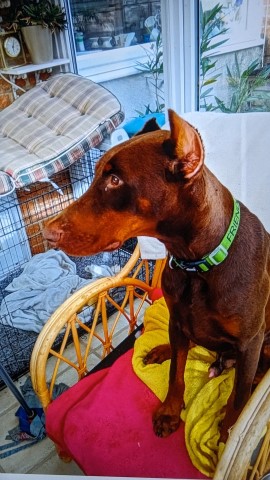 Doberman Pinscher puppy for sale + 37486